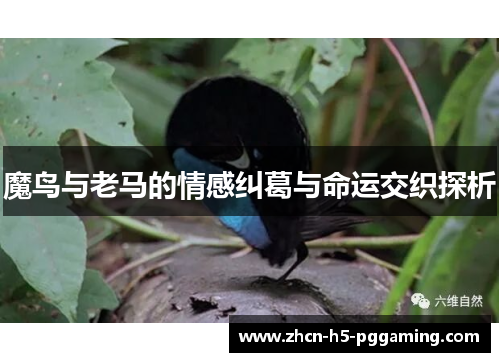 魔鸟与老马的情感纠葛与命运交织探析